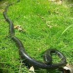 Remote Control Snake for Water